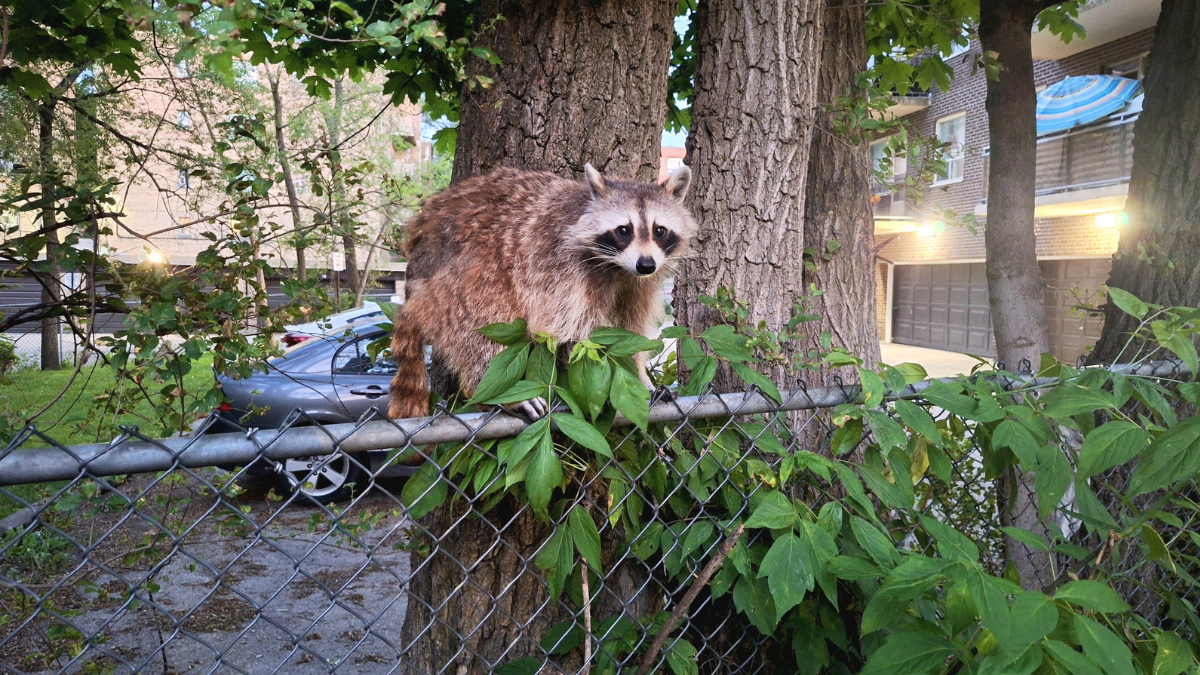Raccoon near rental property fence shows wildlife problems landlords should prevent with exclusion and maintenance.